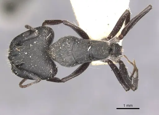 Camponotus bocki specimen CASENT0909962 image casent0909962_1