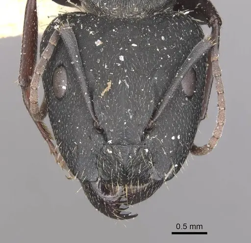 Camponotus bocki specimen CASENT0909962 image casent0909962_2