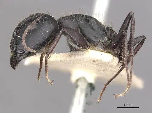 Camponotus bocki specimen CASENT0909962 image casent0909962_3