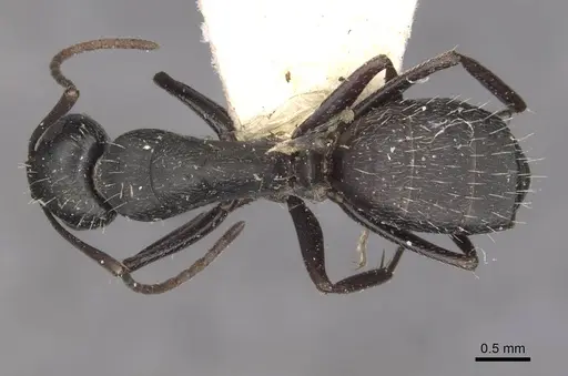 Camponotus bocki specimen CASENT0909963 image casent0909963_1