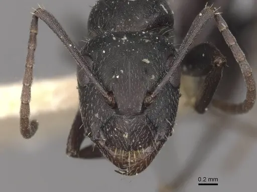 Camponotus bocki specimen CASENT0909963 image casent0909963_2