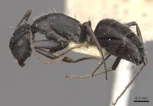 Camponotus bocki specimen CASENT0909963 image casent0909963_3