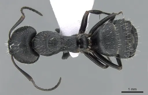 Camponotus boghossiani specimen CASENT0281575 image casent0281575_1