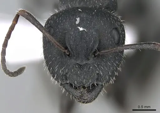 Camponotus boghossiani specimen CASENT0281575 image casent0281575_2