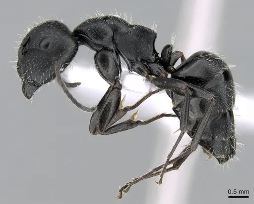 Camponotus boghossiani specimen CASENT0281575 image casent0281575_3