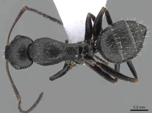 Camponotus boghossiani specimen CASENT0281576 image casent0281576_1