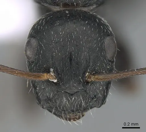 Camponotus boghossiani specimen CASENT0281576 image casent0281576_2
