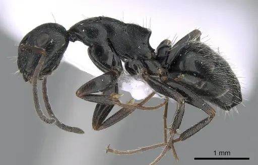 Camponotus boghossiani specimen CASENT0281576 image casent0281576_3