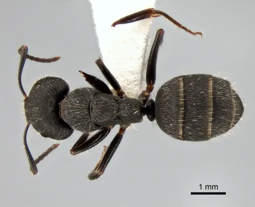 Camponotus boghossiani specimen CASENT0882036 image casent0882036_1