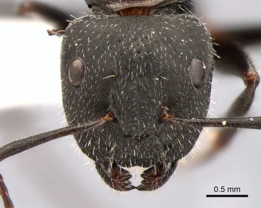 Camponotus boghossiani specimen CASENT0882036 image casent0882036_2