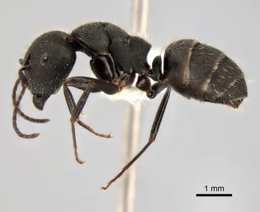 Camponotus boghossiani specimen CASENT0882036 image casent0882036_3