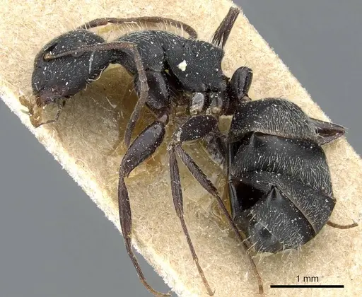 Camponotus boghossiani specimen CASENT0905396 image casent0905396_3