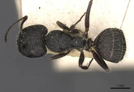 Camponotus boghossiani specimen CASENT0910435 image casent0910435_1