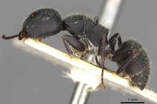 Camponotus boghossiani specimen CASENT0910435 image casent0910435_3