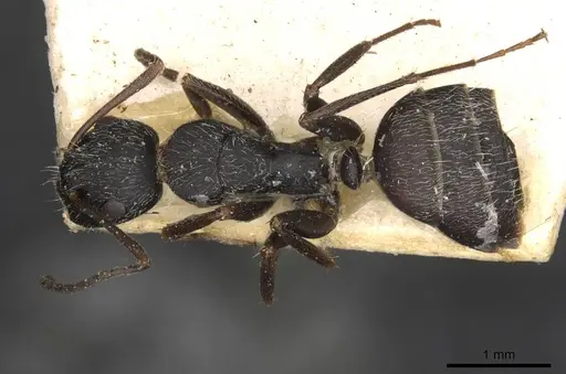 Camponotus boghossiani specimen CASENT0910436 image casent0910436_1