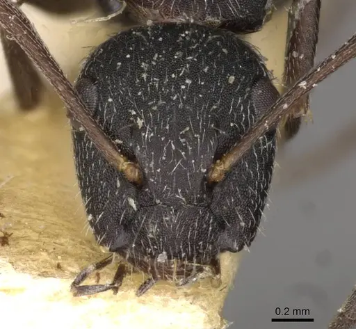 Camponotus boghossiani specimen CASENT0910436 image casent0910436_2