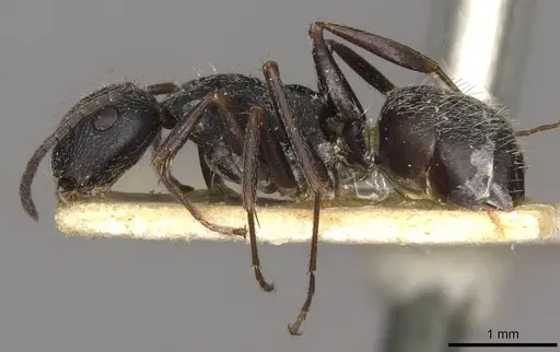 Camponotus boghossiani specimen CASENT0910436 image casent0910436_3