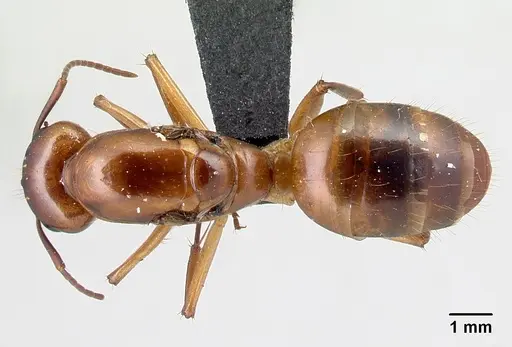 Camponotus boivini specimen CASENT0067440 image casent0067440_1