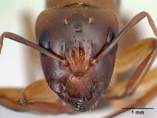 Camponotus boivini specimen CASENT0067440 image casent0067440_2