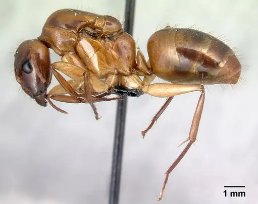 Camponotus boivini specimen CASENT0067440 image casent0067440_3