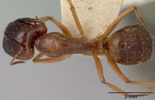Camponotus boivini specimen CASENT0101342 image casent0101342_1