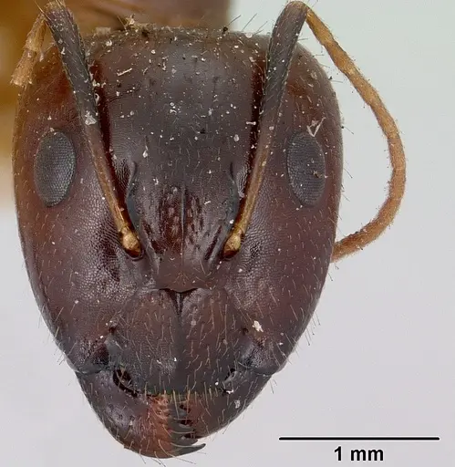 Camponotus boivini specimen CASENT0101342 image casent0101342_2