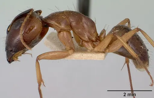 Camponotus boivini specimen CASENT0101342 image casent0101342_3
