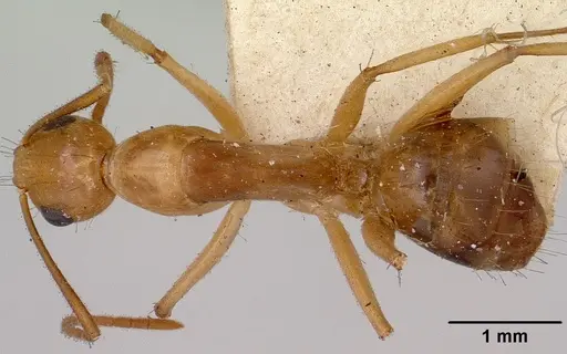 Camponotus boivini specimen CASENT0101343 image casent0101343_1