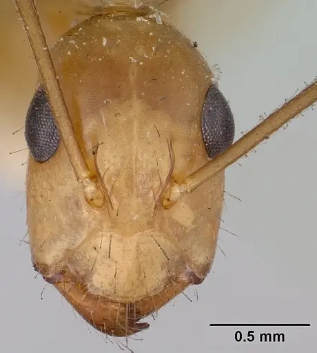 Camponotus boivini specimen CASENT0101343 image casent0101343_2