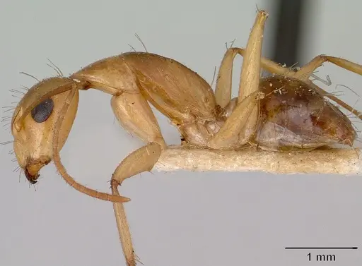 Camponotus boivini specimen CASENT0101343 image casent0101343_3