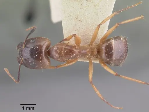 Camponotus boivini specimen CASENT0101348 image casent0101348_1