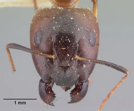 Camponotus boivini specimen CASENT0101348 image casent0101348_2