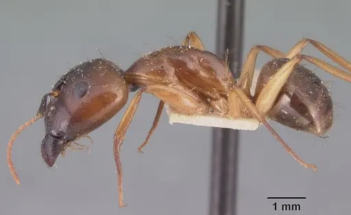 Camponotus boivini specimen CASENT0101348 image casent0101348_3