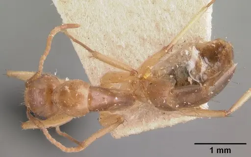 Camponotus boivini specimen CASENT0101349 image casent0101349_1