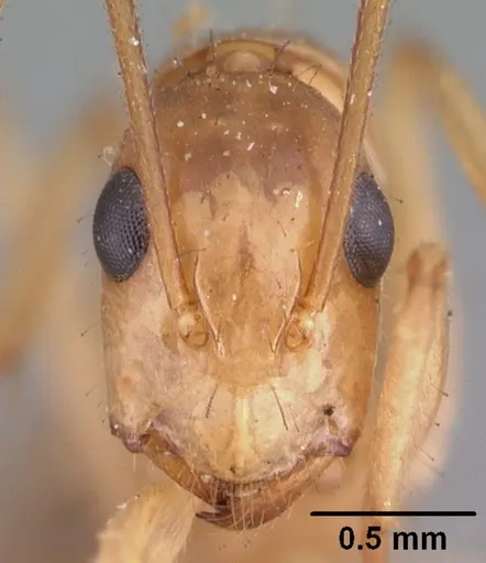 Camponotus boivini specimen CASENT0101349 image casent0101349_2