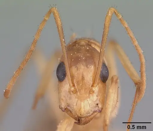 Camponotus boivini specimen CASENT0101349 image casent0101349_3