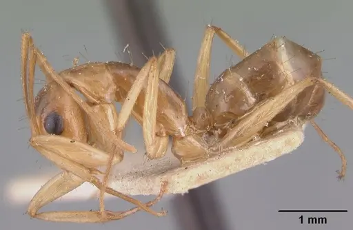 Camponotus boivini specimen CASENT0101349 image casent0101349_4