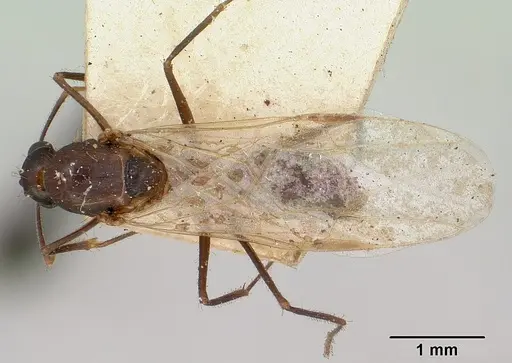 Camponotus boivini specimen CASENT0101607 image casent0101607_1