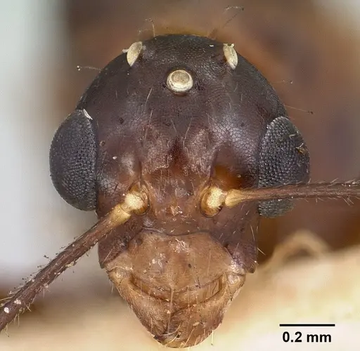 Camponotus boivini specimen CASENT0101607 image casent0101607_2