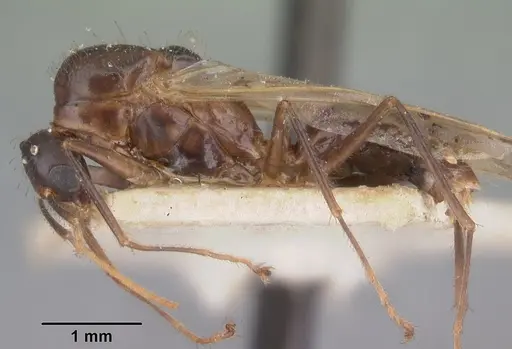 Camponotus boivini specimen CASENT0101607 image casent0101607_3