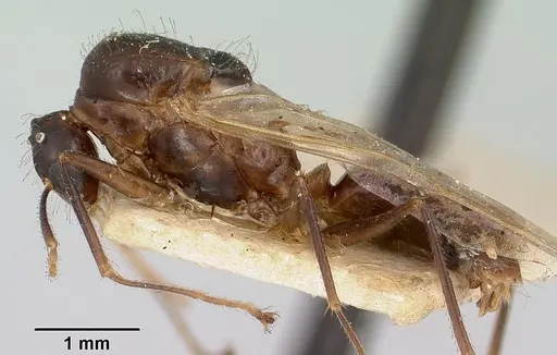 Camponotus boivini specimen CASENT0101607 image casent0101607_4