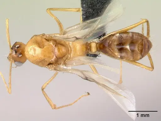 Camponotus boivini specimen CASENT0107142 image casent0107142_1