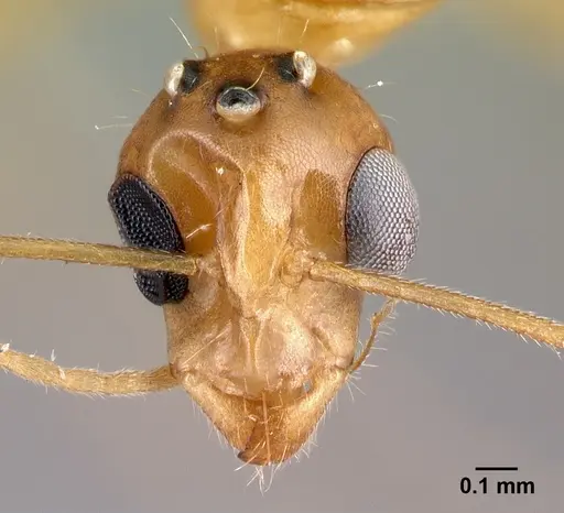 Camponotus boivini specimen CASENT0107142 image casent0107142_2