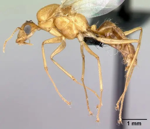 Camponotus boivini specimen CASENT0107142 image casent0107142_3
