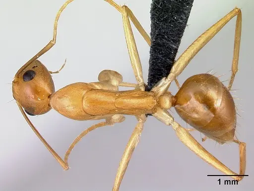 Camponotus boivini specimen CASENT0132636 image casent0132636_1