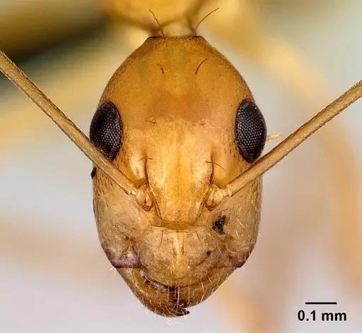 Camponotus boivini specimen CASENT0132636 image casent0132636_2