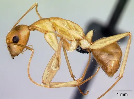 Camponotus boivini specimen CASENT0132636 image casent0132636_3