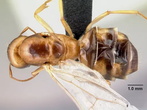 Camponotus boivini specimen CASENT0134061 image casent0134061_1