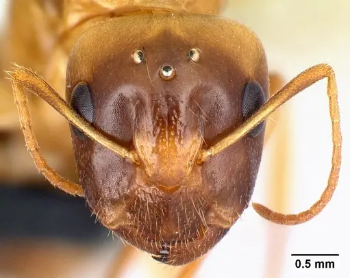 Camponotus boivini specimen CASENT0134061 image casent0134061_2