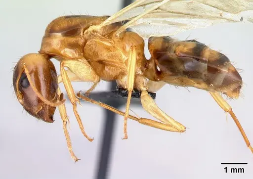 Camponotus boivini specimen CASENT0134061 image casent0134061_3